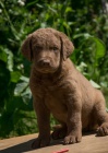 Chesapeake bay retriever