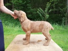 Chesapeake bay retriever