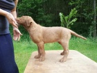 Chesapeake bay retriever