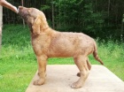 Chesapeake bay retriever