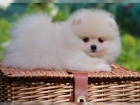 Energetic štěňátka Pomeranian 