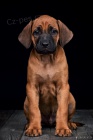 Rhodsk Ridgeback s PP ji k odbru