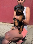 Rottweiler - pikov tnata 