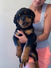 Rottweiler - pikov tnata 