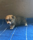 Pembroke Welsh Corgi Štěňata Hej jsou registrovaní a přicházejí s papíry, záběry a zdravotní záruky. Štěňata jsou vychovávána v milujícím domě a jsou připravena potkat novou rodinu.