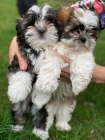 Muži a samice Shih Tzu štěňata pro milovníky domácího mazlíčka.Jsou 11 týdnů starý, veterinář zkontrolován, odčervený a mají všechny záznamy veterináře aktuální. Naše štěňátka jsou dobře vycvičená a velmi socializovaná.