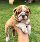 Dramatická anglická buldok štěňata pro re-Homing. Zvednutý pod nohama v domě. Dobře socializovaný s dětmi a dalšími domácími mazlíčky. Veterinární zkoušky, odčervené a první vakcíny.