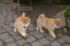 Shiba inu Tato štěňátka jsou hravá a zdravá. Hledají milující a navždy domov