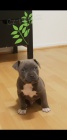 Americká štěňátka PITBULL TERRIER (100% čistokrevná). Pěkné a zdravé! Vet zkontrolován, proud na záběrech / odčervení a mikročip. Nádherné dispozice a vynikající rodokmen.