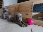 Vynikající rodina zvedla štěňata WEIMARANER právě včas pro přijetí! Ocasy ukotvené, rosy drápy odstraněny. Vet zkontroloval, odčervil a dal první rány. Tyto děti pěkně zapadají do vaší punčochy a hledají navždy rodinu.