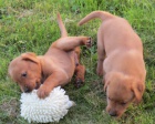 samci a samice labradorsk retrvr tata, e jsem rozdvn pro pijet. S tm je jen nejlep. Jedin, co potebujeme, je, aby byl domov pro tyto tata, okovny a oveny veterini.