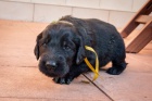 Flat Coated retriever-volní pejsci