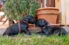 Flat Coated retriever-volní pejsci