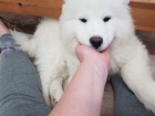 Krásná samojedská štěňátka jsou nyní k dispozici.