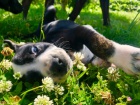 Louisiánský leopardí pes Catahoula