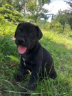 Louisiánský leopardí pes Catahoula