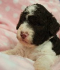 Lagotto Romagnolo