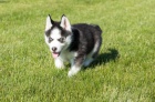 Zdravá a dobře vycvičená štěňátka sibiřského Husky k dispozici (očkovaná, socializovaná, odčervená) Teď jsou připraveni na nový domov. Přijďte na první výstřely a odčervenil. Více informací
