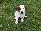 Pejsek Jack Russell Terir