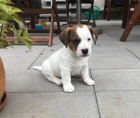 Pejsek Jack Russell Terir