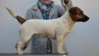 Pejsek Jack Russell Terir