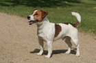 Pejsek Jack Russell Terir