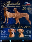 RHodsk Ridgeback s PP - ji k odbru