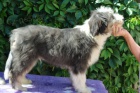 Bearded Collie