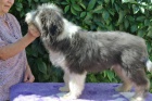 Bearded Collie