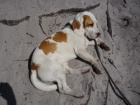 Ztracen pes beagle