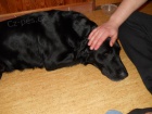 Nalezený labrador