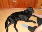 Nalezený labrador