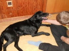 Nalezený labrador