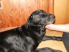 Nalezený labrador