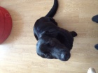 Černý labrador
