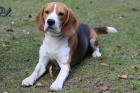 ztratil se beagle