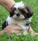 dispozici tata Shih tzu