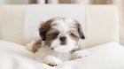 shihtzu