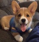 tata Welsh Corgi pipravena