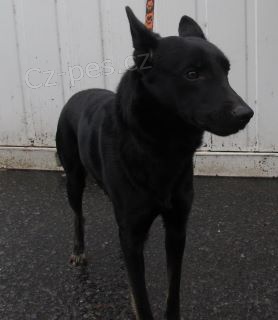 Mlad� k��enec NO - nalezen 17.1.2012