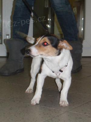 Nalezený kříženec jack russell terrier