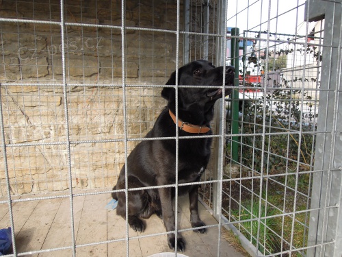 Nalezen černý labrador