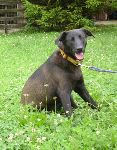 ztracená fenka