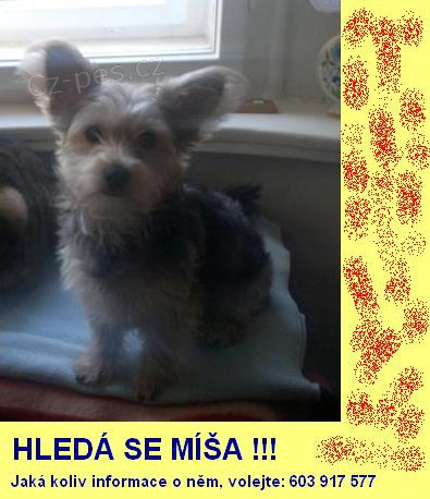 Hledá se Míša