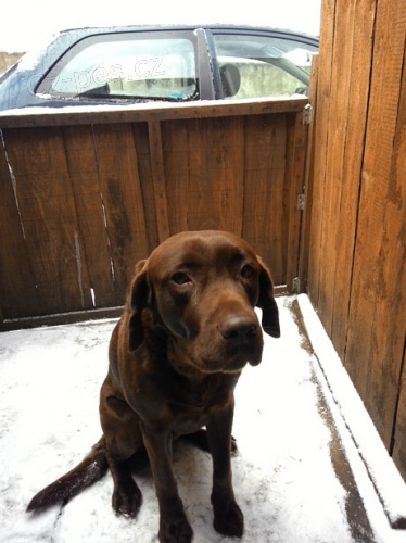 Našel se hnědý retriever