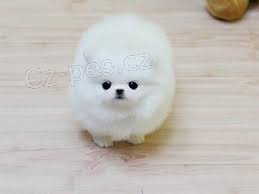 tata Pomerania jsou pipravena