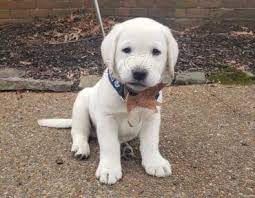 Štěňata labradorského retrívra