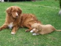 Nejmenší Retriever