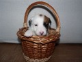 Prodm tata JRT s PP