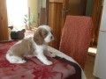 štěnata kavalír king charles spaniel